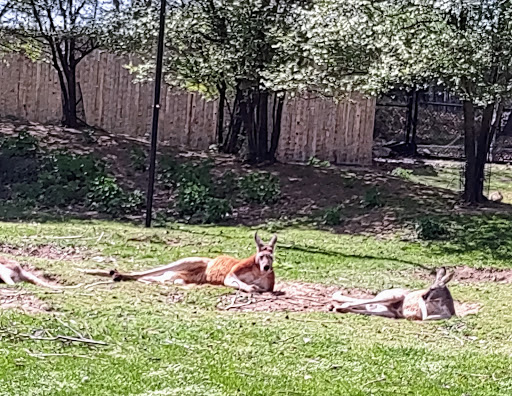 Zoo «Arctic Ring of Life», reviews and photos, 8450 W 10 Mile Rd, Royal Oak, MI 48067, USA