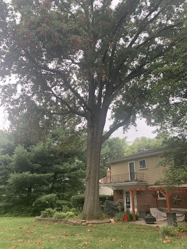 Tree pruning Cincinnati