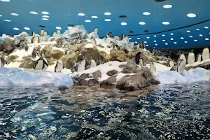 Planet Penguin image