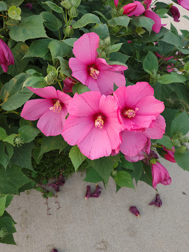 Supermarket «ALDI», reviews and photos, 12215 Western Ave, Blue Island, IL 60406, USA