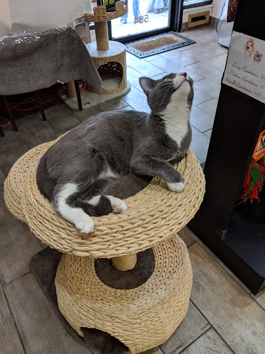 Pet Supply Store «The Pet Snobs Boutique», reviews and photos, 534 S 4th St, Philadelphia, PA 19147, USA