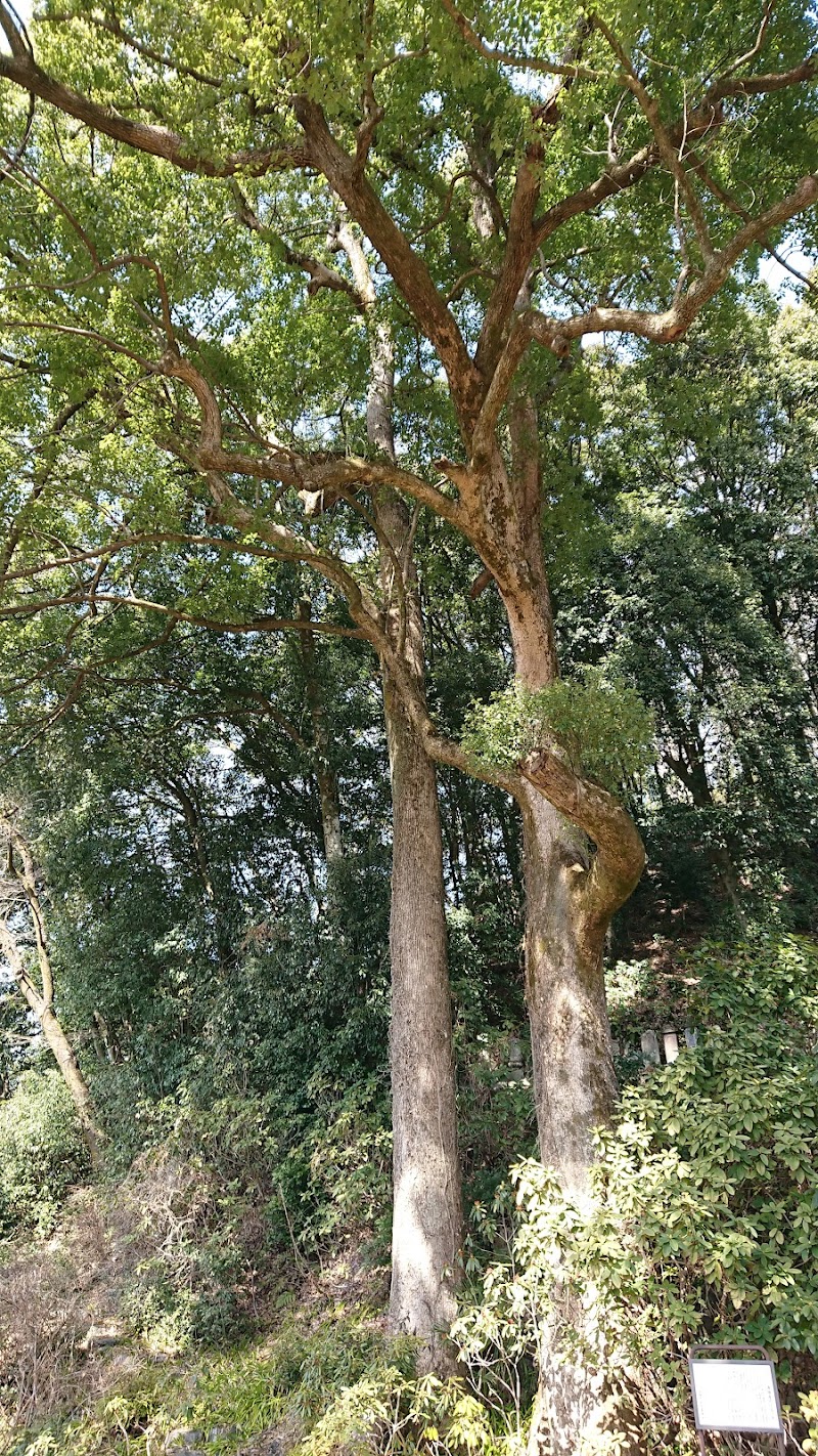 海禅寺のクスノキ