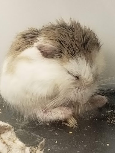 Pet Supply Store «Petco Animal Supplies», reviews and photos, 244 Pioneer Trail, Chaska, MN 55318, USA