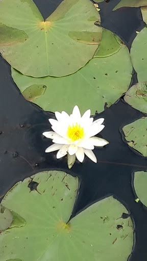 Park «Baisley Pond Park», reviews and photos, Baisley Blvd, Jamaica, NY 11434, USA