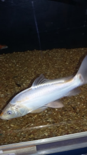 Pet Supply Store «Petco Animal Supplies», reviews and photos, 1080 Washington Square Center, Washington, MO 63090, USA