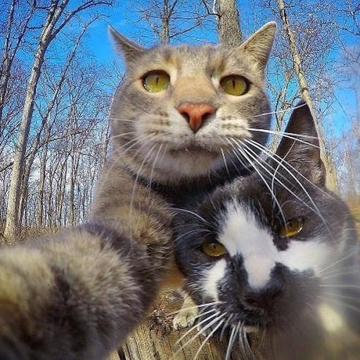 Movie Theater «Marcus South Shore Cinema», reviews and photos, 7261 South 13th Street, Oak Creek, WI 53154, USA