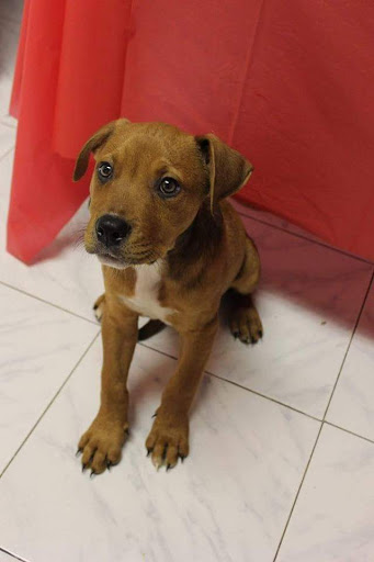 Pet Supply Store «PetSmart», reviews and photos, 1275 N Military Hwy, Norfolk, VA 23502, USA