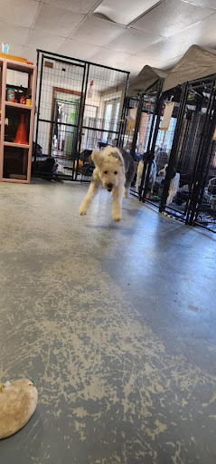 The Grooming Garage LLC