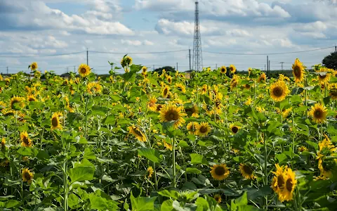 Himawari no Sato (Field of Sunflowers) image