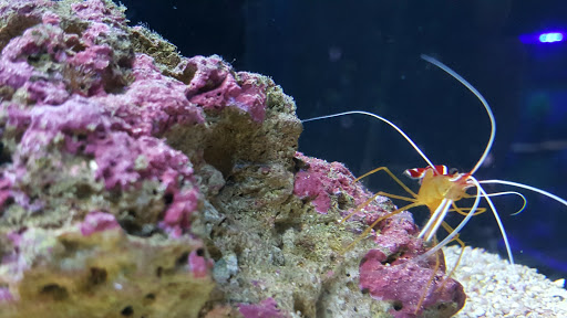 Pet Store «Aquarium», reviews and photos, 6410 Papermill Pl Way, Knoxville, TN 37919, USA