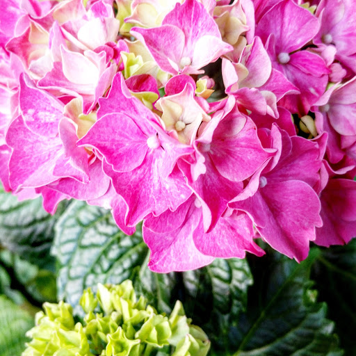 Tourist Attraction «Tollen Farm», reviews and photos, 11681 SW Tooze Rd, Wilsonville, OR 97070, USA