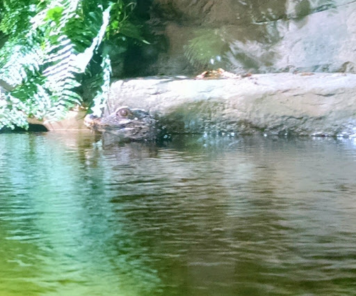 Aquarium «Loveland Living Planet Aquarium», reviews and photos, 12033 Lone Peak Pkwy, Draper, UT 84020, USA