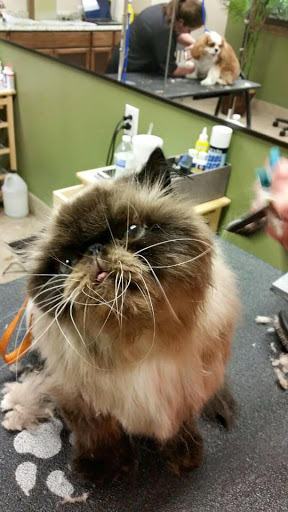 Pet Store «Earthwise Pet - Southlake», reviews and photos, 100 W Southlake Blvd #150, Southlake, TX 76092, USA