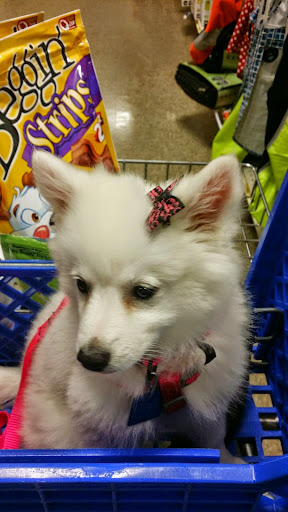 Pet Supply Store «PetSmart», reviews and photos, 351 N Frontage Rd, New London, CT 06320, USA