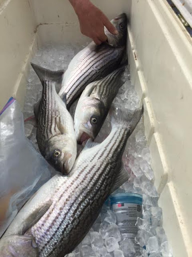 Bait Shop «Elkhorn Outdoor Sports», reviews and photos, 6745 20th St, Rio Linda, CA 95673, USA