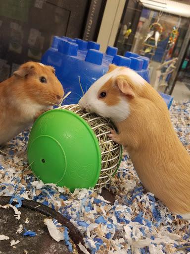 Pet Supply Store «PetSmart», reviews and photos, 14 Crossing Way #2, Augusta, ME 04330, USA