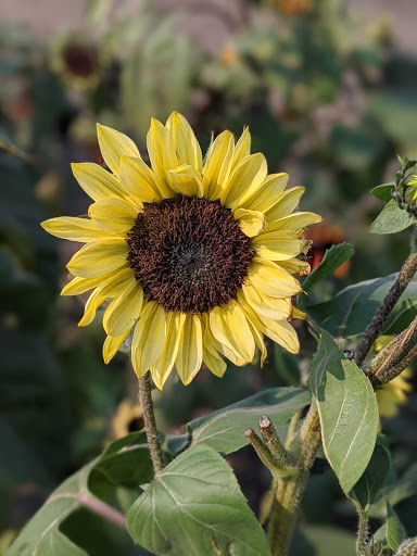 Tourist Attraction «Bloomsbury Farm», reviews and photos, 3260 69th St, Atkins, IA 52206, USA
