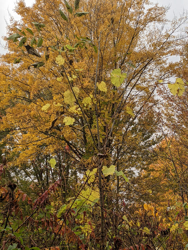 Park «Algonac State Park», reviews and photos, 8732 N River Rd, Marine City, MI 48039, USA