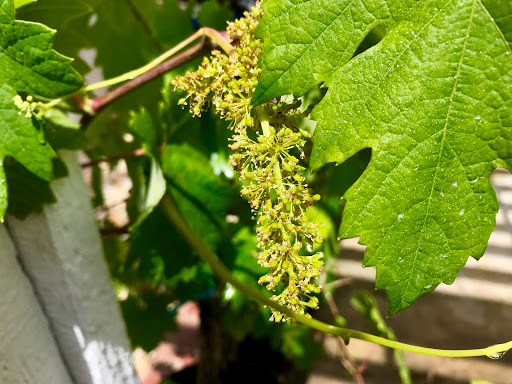 Florist «Flowers With Grace», reviews and photos, 9253 Magnolia Ave, Riverside, CA 92503, USA