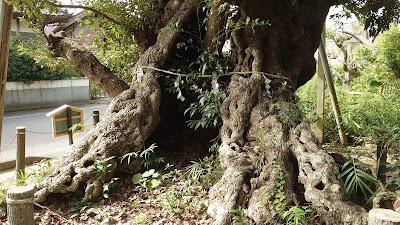 駒形神社の椎の木