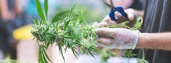 Cannabis Training University