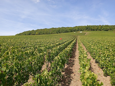 Champagne Riotton & Fils à Bergères-lès-Vertus