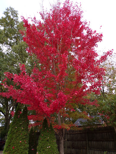 Coffee Shop «The Celtic Cup Coffee House», reviews and photos, 106 N Anderson St, Tullahoma, TN 37388, USA