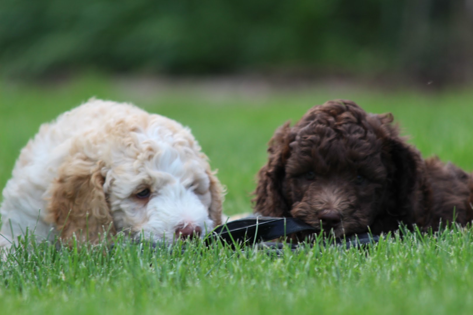 Lilleholm Farm’s Labradoodles +15 years experience