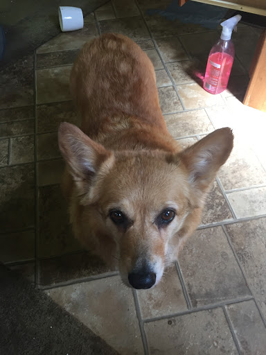 Pet Store «Pet Central», reviews and photos, 13004 SE Kent-Kangley Rd, Kent, WA 98030, USA