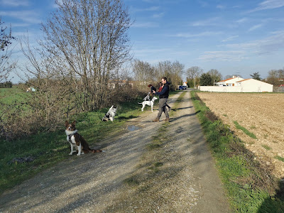 AmiCan'Idée éducateur canin à Saint-Ouen-d'Aunis