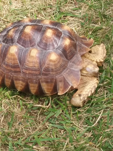 Park «Civic Center Park», reviews and photos, 24135 Hall Rd, Woodhaven, MI 48183, USA