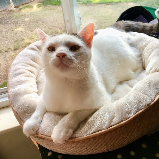 Pet Supply Store «Petco Animal Supplies», reviews and photos, 1111 S Main St #100, Bowling Green, OH 43402, USA