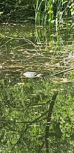 Park «Poricy Park Nature Center», reviews and photos, 345 Oak Hill Rd, Red Bank, NJ 07701, USA