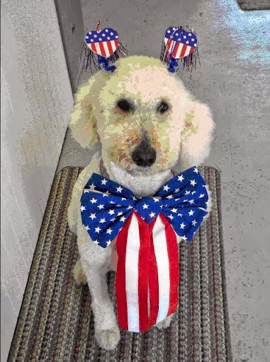 Anything Printed Copy Center