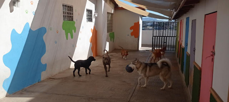 Foto de Cuidador de mascotas en Rosarito, Baja California