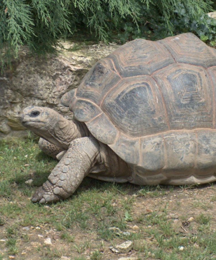 turtletopia rescue and boarding