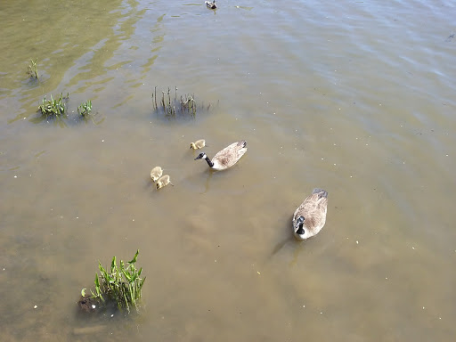 Museum «The Havre de Grace Maritime Museum», reviews and photos, 100 Lafayette St, Havre De Grace, MD 21078, USA