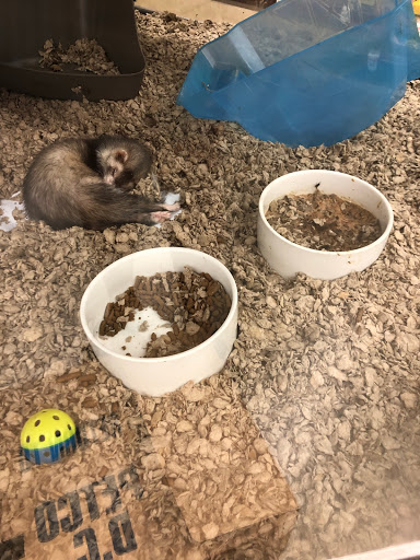 Pet Supply Store «Petco Animal Supplies», reviews and photos, 28400 Dequindre Rd, Warren, MI 48092, USA