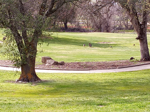 Golf Course «Turkey Creek Golf Club», reviews and photos, 1525 California 193, Lincoln, CA 95648, USA