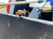 Nappkn Pest and Home Services - Car repair in San Antonio, TX, San Antonio - Rated 4.9/5