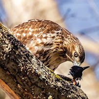 SkyDome drone service - Photo 5 - Car repair in Brockton, MA, Brockton