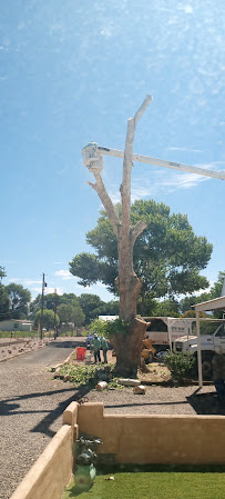 Hector's Tree Care - Photo 5 - Car repair in Albuquerque, NM, Albuquerque