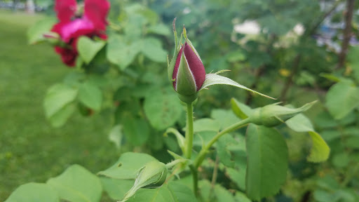 Garden «Minnehaha Falls (Hiawatha Statue)», reviews and photos, 4801 S Minnehaha Park Dr, Minneapolis, MN 55417, USA