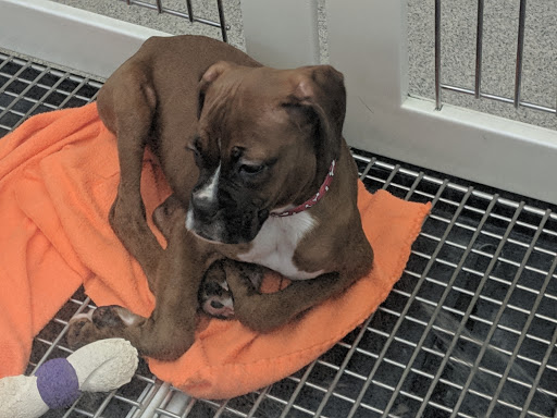 Pet Store «Petland Montgomery», reviews and photos, 7127 Eastchase Pkwy, Montgomery, AL 36117, USA