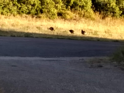 Campground «Morefield Campground», reviews and photos