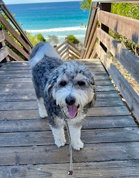 Happy Dog Carmel - Photo 2 - Car repair in , Salinas