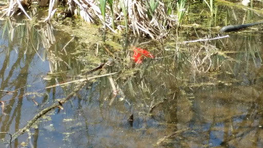 Park «Hayes Park», reviews and photos, 1516 N Lincoln St, Arlington, VA 22201, USA