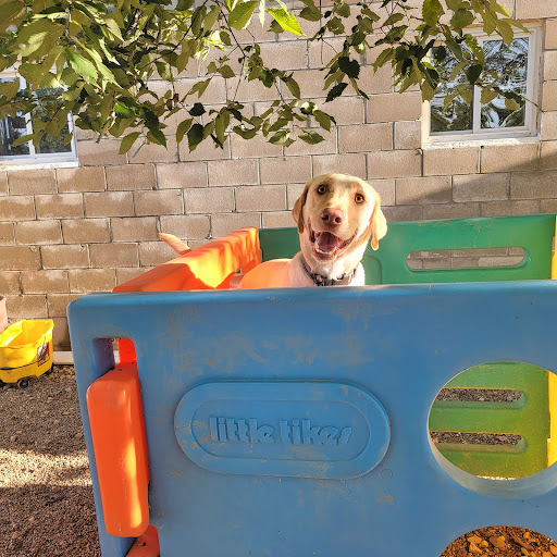 Animal House Boarding and Doggy Daycare