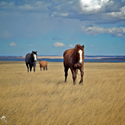 South Dakota Cowgirl Photography