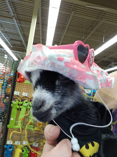 Pet Supply Store «Petco Animal Supplies», reviews and photos, 2807 Wilma Rudolph Blvd, Clarksville, TN 37040, USA